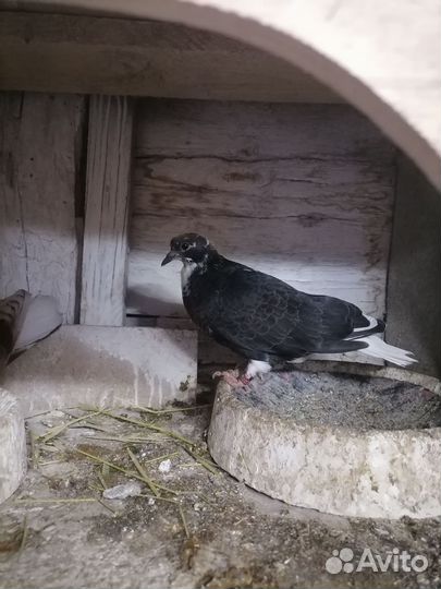 Кураховские голуби