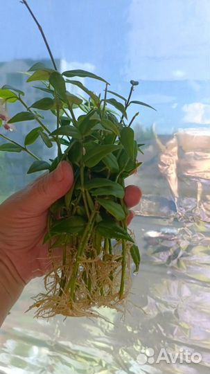 Черенки Хойя Белла