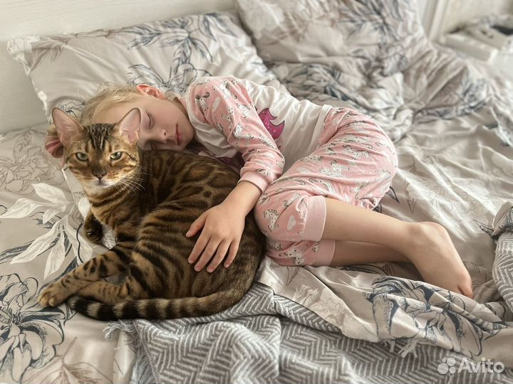 Бенгальский кот