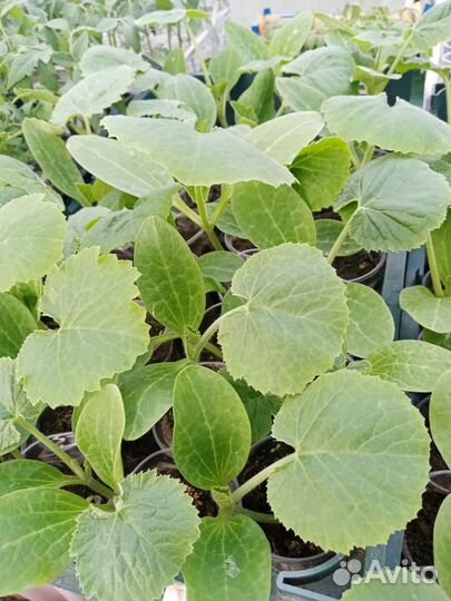 Рассада помидор, перцев, баклажан, кабачков, тыквы