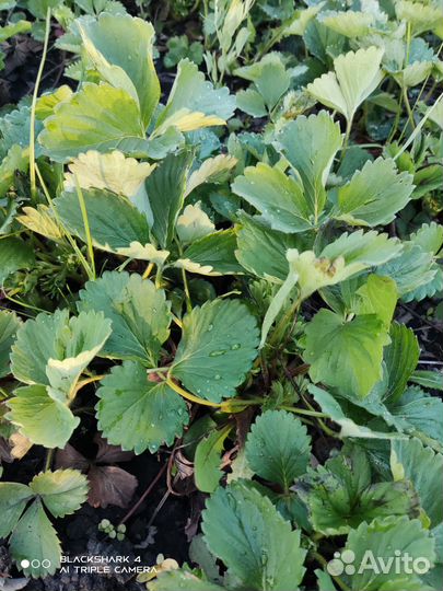 Саженцы клубники