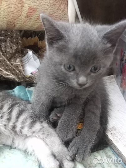 Продам британских котят