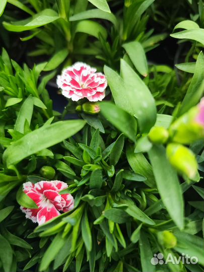 Гвоздика многолетняя