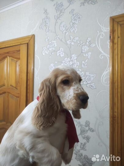Собака кокер спаниель