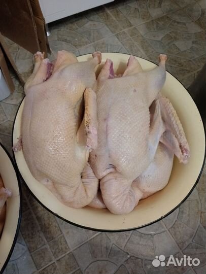 Продам мясо гуся