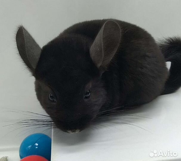 Шиншиллы молодые