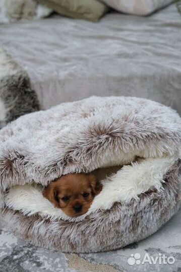 Лежанка для кошек и собак