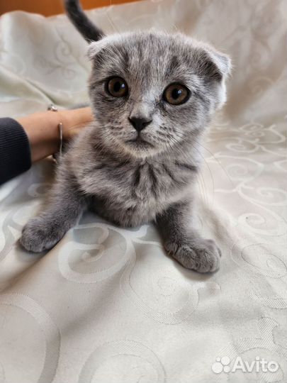 Британские котята