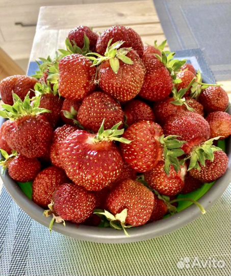 Клубника саженцы Гигант Джорнея зкс