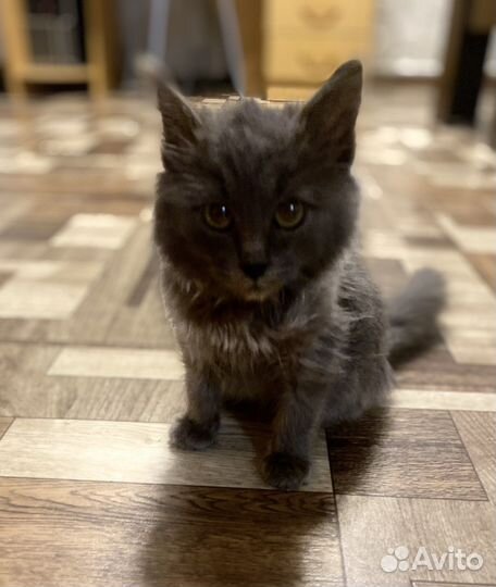 Котенок в добрые руки