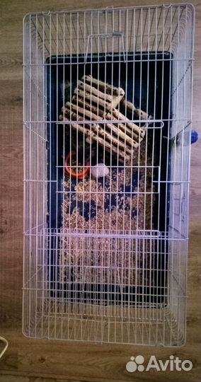 Шиншилла с клеткой