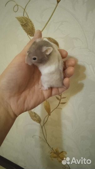 Сирийские ангорские хомяки(клетки)