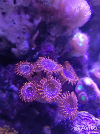 Морские живые кораллы