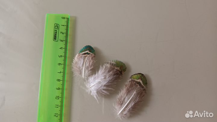 Перо павлина mini