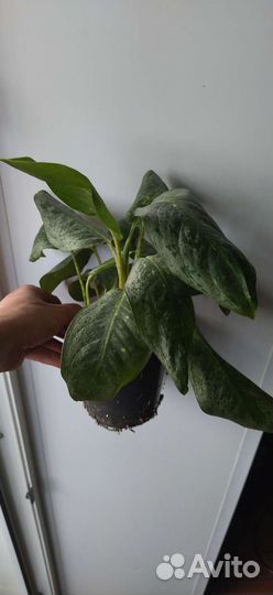 Домашние растения