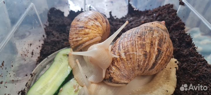 Улитки ахатины