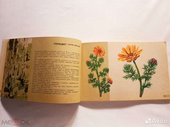 Лекарственные растения. Памятка сборщику.1963 г