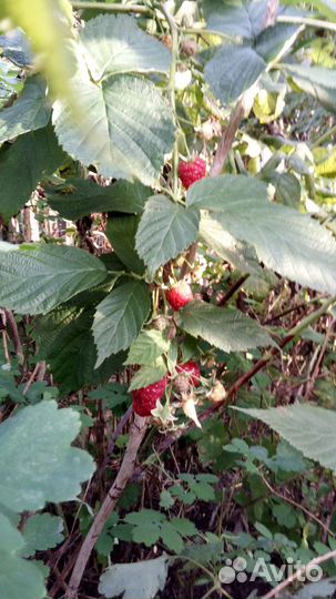 Саженцы малины (ремонтантной),облепихи