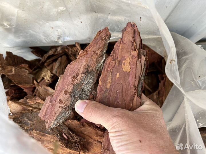 Кора лиственницы сибирская