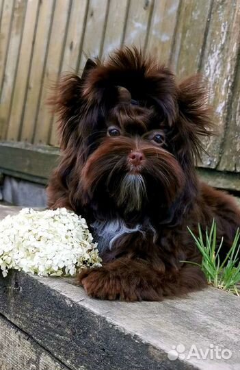 Шоколадная девочка