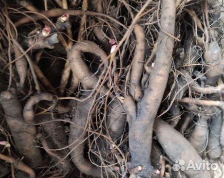 Пион Розовый корни