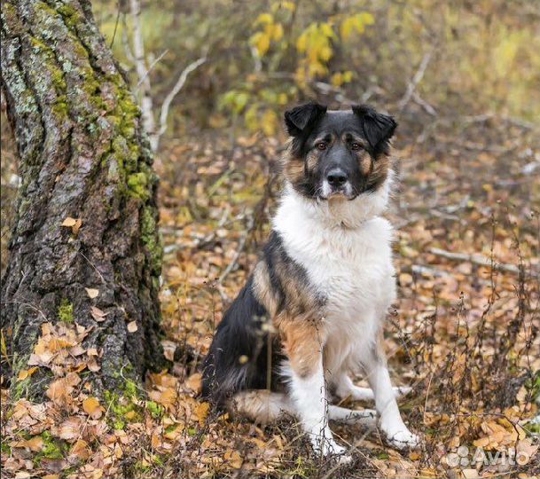 Собака в добрые руки