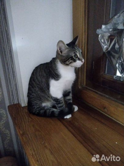 Котик Васька