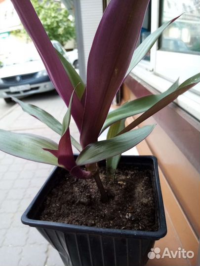 Каланхоэ лечебное рео санцивеерия