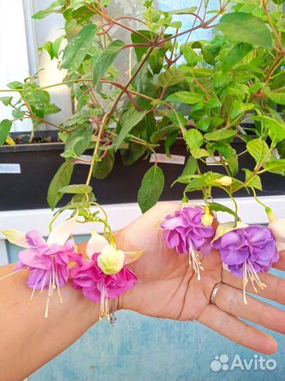 Черенки фуксии