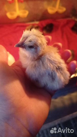 Инкубационное яйцо