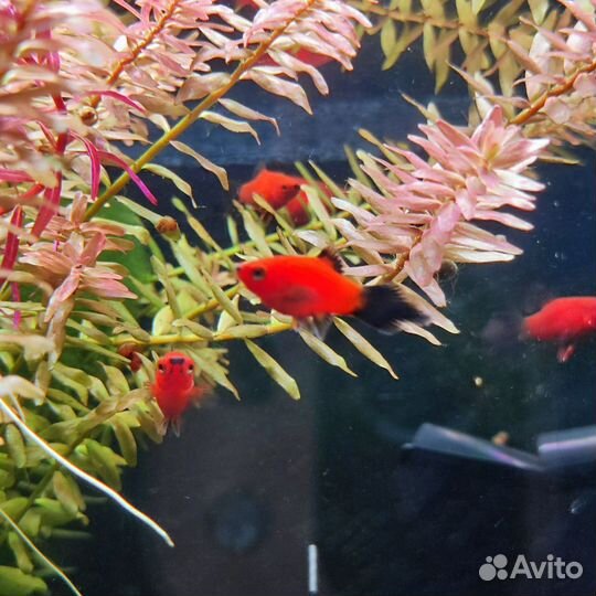 Аквариумная рыбка. Пецилия редиска