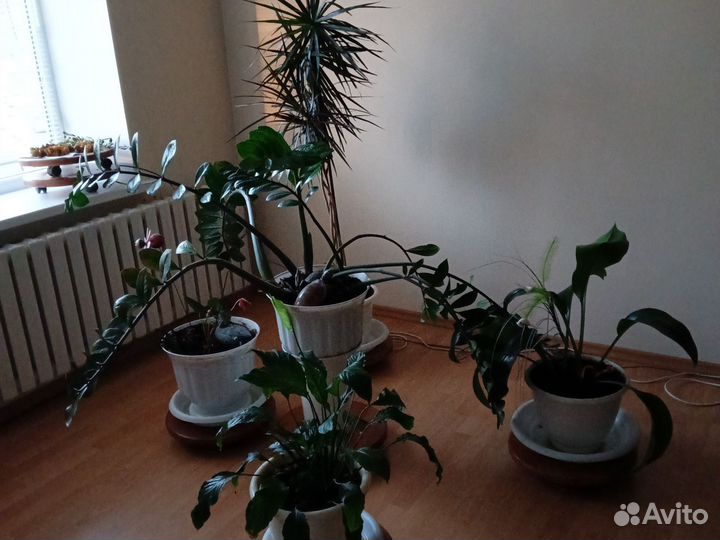 Комнатные цветы