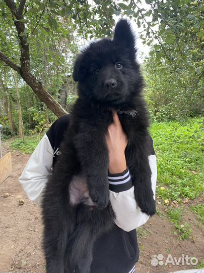 Щенки немецкой овчарки