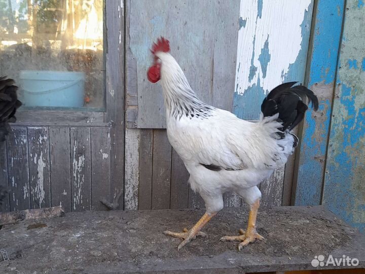 Куры петухи