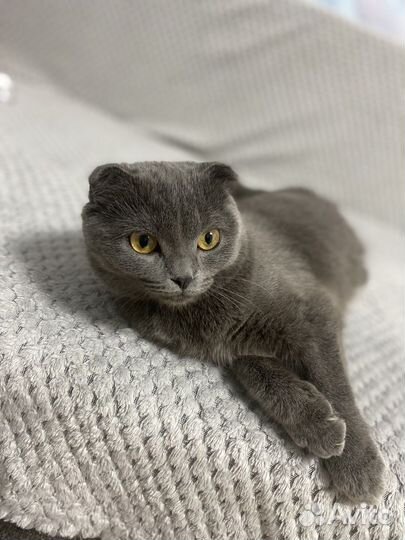Британская кошка скоттиш фолд ищет вязку