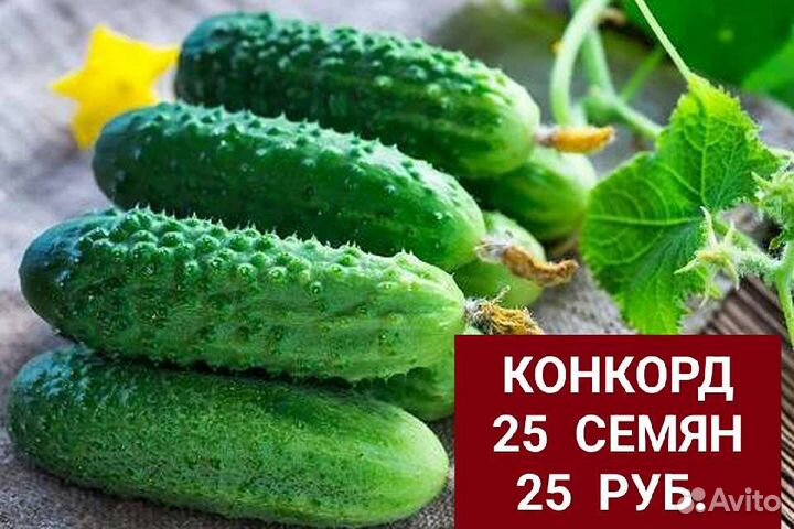 Семена Огурцов