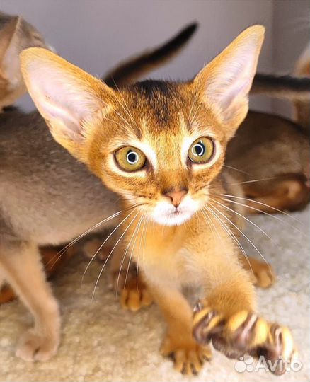 Абиссинские котики