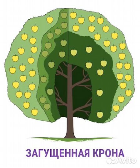 Обрезка плодовых деревьев