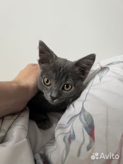 Котёнок мальчик серый