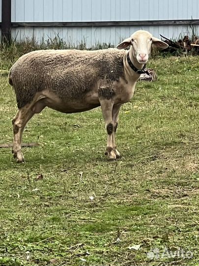 Овца Французский лакон