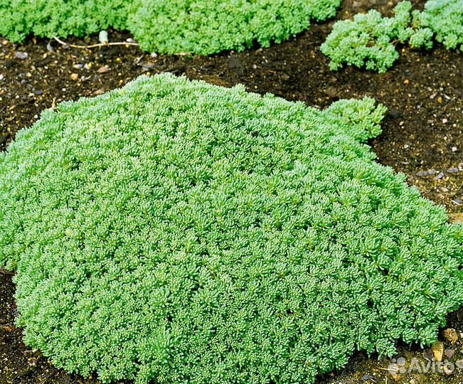 Почвопокровные растения и луковичные