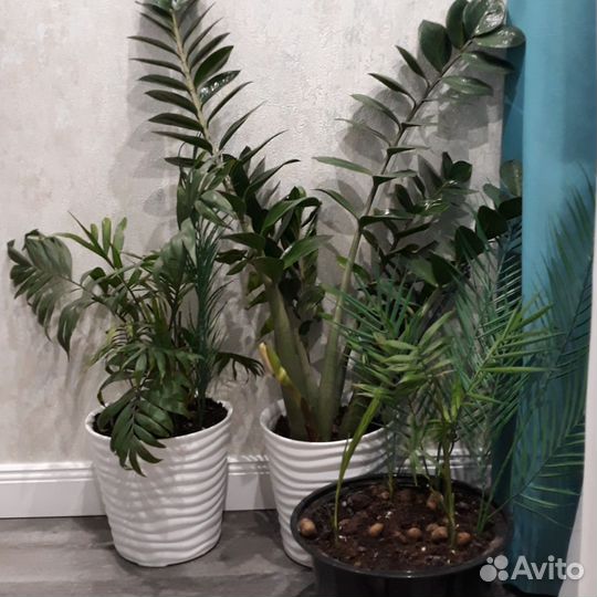 Замиокулькас зензи вариегатный