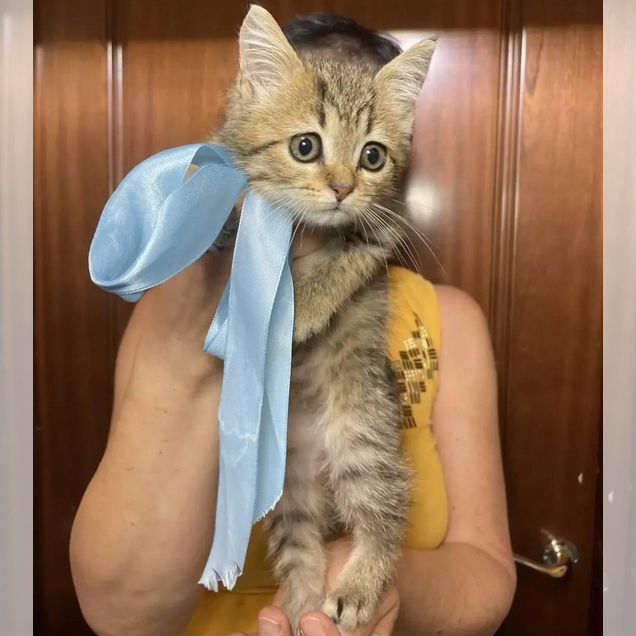 Котёнок в добрые руки