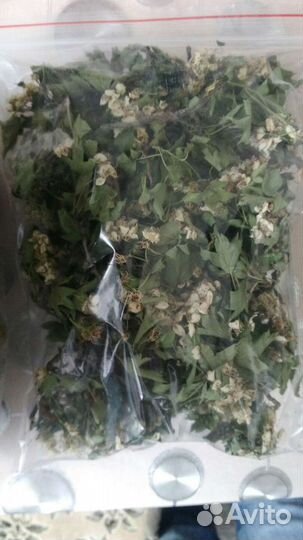 Полынь горькая