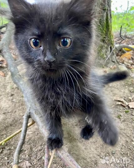 Котята и кошка в добрые руки в дар