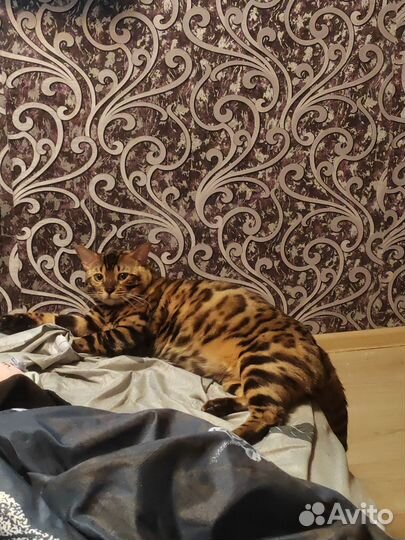 Бенгальский кот вязка