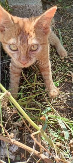 Европейская