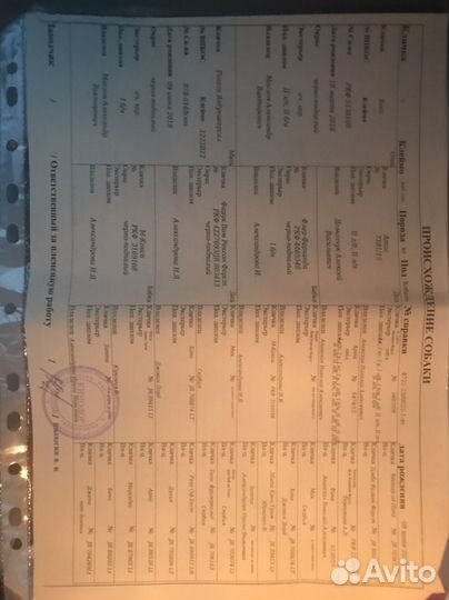 Ягдтерьер Щенки