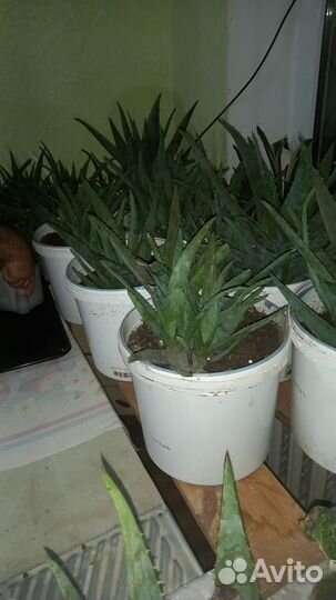 Алоэ вера(есть 5-летние)