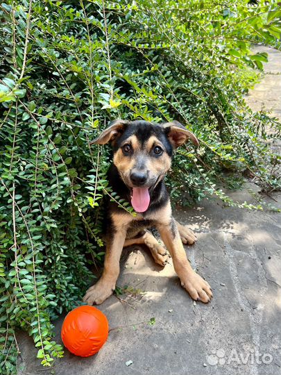 Шикарные щенки в добрые руки